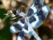 Beautiful dragonfly 