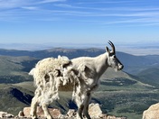 Mount Evans Wilderness 