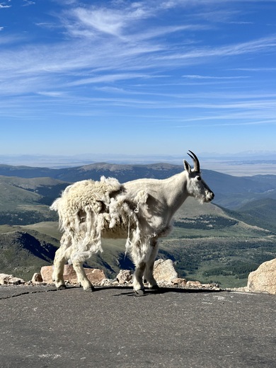 Mount Evans Wilderness 