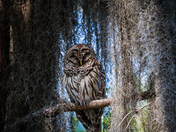 Okefenokee Wildlife Refuge