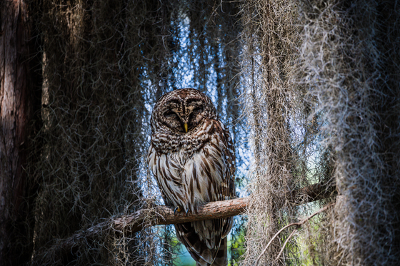 Okefenokee Wildlife Refuge
