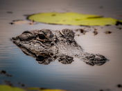 Okefenokee National Wildlife Refuge