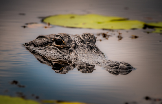 Okefenokee National Wildlife Refuge