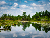 Okefenokee Wildlife Refuge