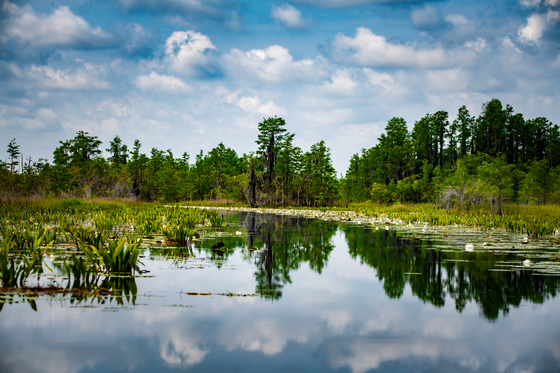 Okefenokee Wildlife Refuge