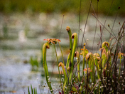 Okefenokee National Wildlife Refuge