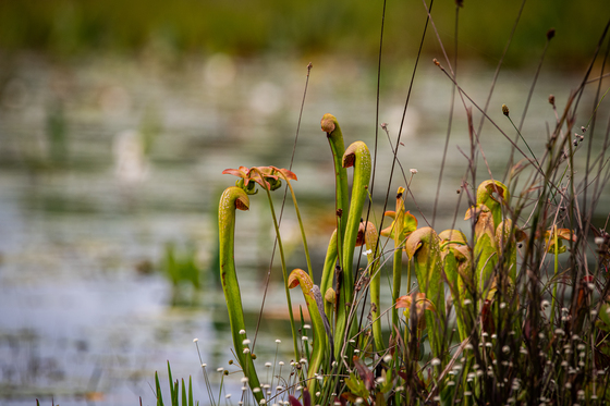 Okefenokee National Wildlife Refuge