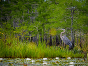 Okefenokee National Wildlife Refuge