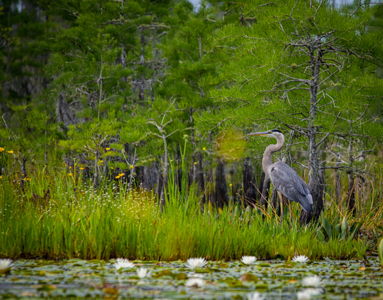 Okefenokee National Wildlife Refuge