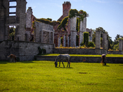 Cumberland Island National Seashore