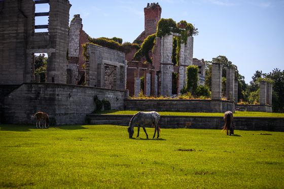 Cumberland Island National Seashore