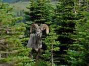 Glacier National Park