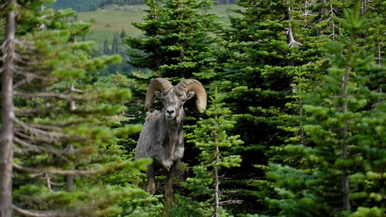 Glacier National Park