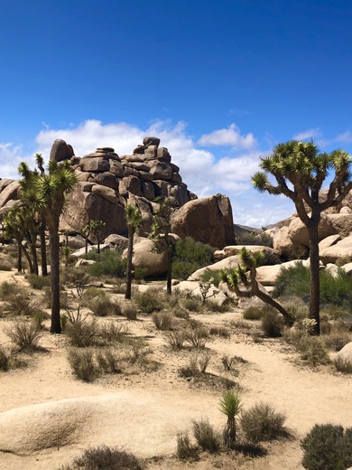 Joshua Tree National Psrk