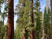 Yosemite National Park