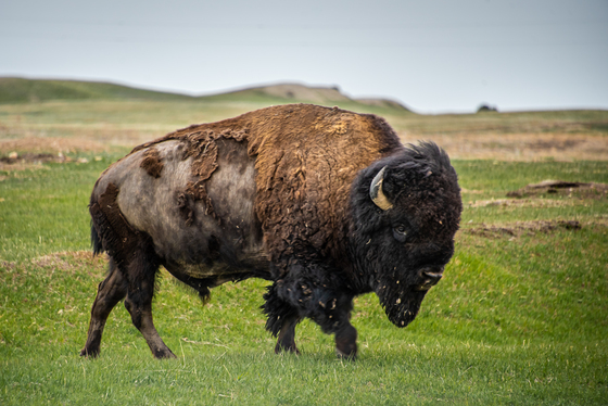 Badlands National Park