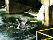 Hiram M. Chittenden Locks (Ballard Locks)
