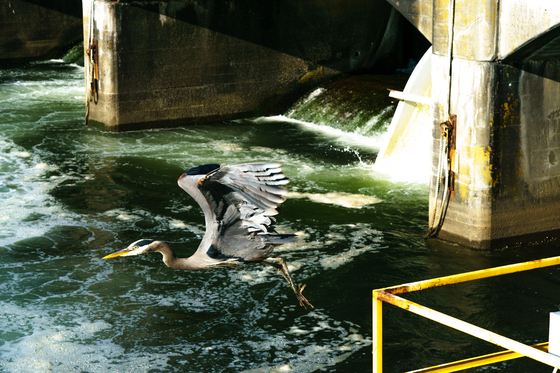 Hiram M. Chittenden Locks (Ballard Locks)