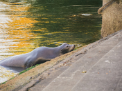 Hiram M. Chittenden Locks (Ballard Locks)