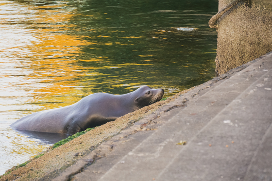 Hiram M. Chittenden Locks (Ballard Locks)
