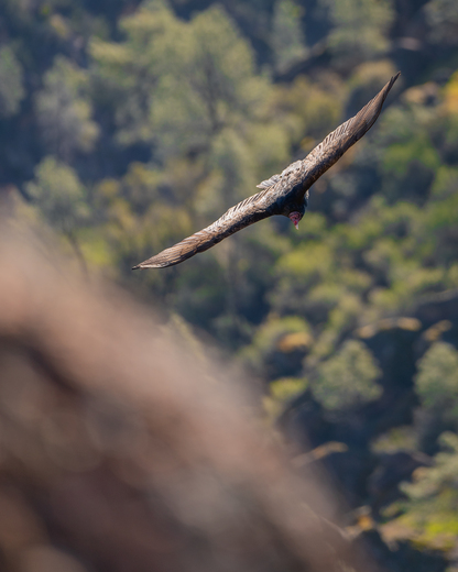 Pinnacles National Park