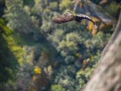 Pinnacles National Park