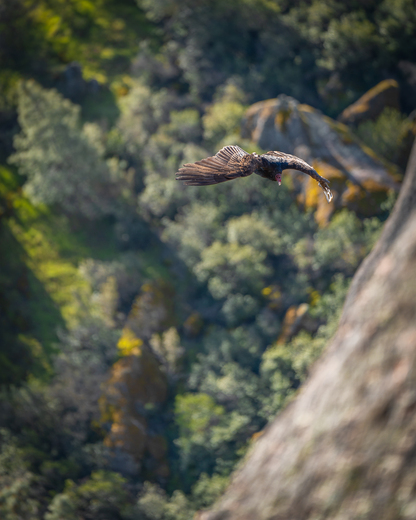Pinnacles National Park