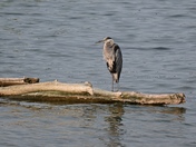 Blue Heron