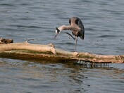 Blue Heron