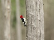 Red-headed Woodpecker