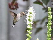 Ruby-throated Hummingbird (f)