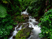 El Yunque National Forest