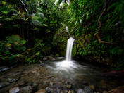 El Yunque National Forest