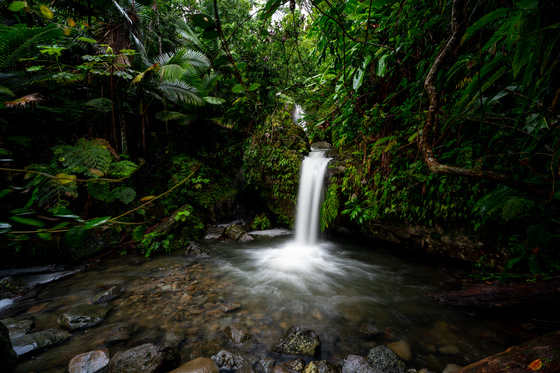 El Yunque National Forest