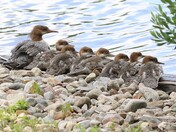 Common Merganser (f) and her family