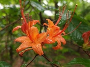 Congaree National Park 