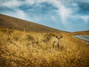 Point Reyes National Seashore