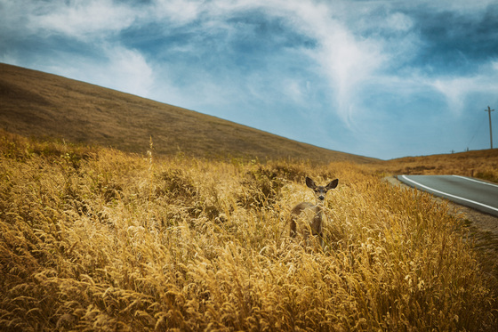 Point Reyes National Seashore
