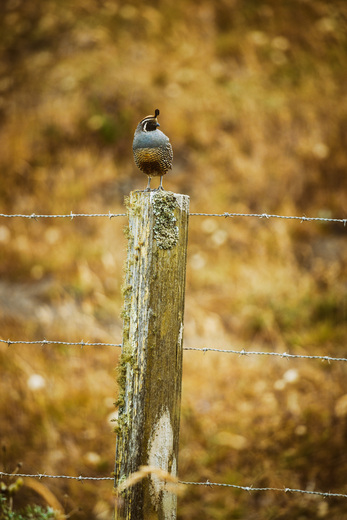 Point Reyes National Seashore