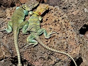 El Malpais National Monument 