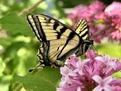 Tiger Swallowtail Butterfly