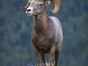 Glacier National Park 