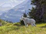 Glacier National Park 