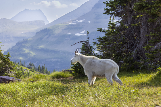 Glacier National Park 