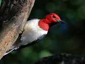 Red-headed Woodpecker