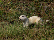 White Gopher