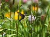 Ruby-throated Hummingbird