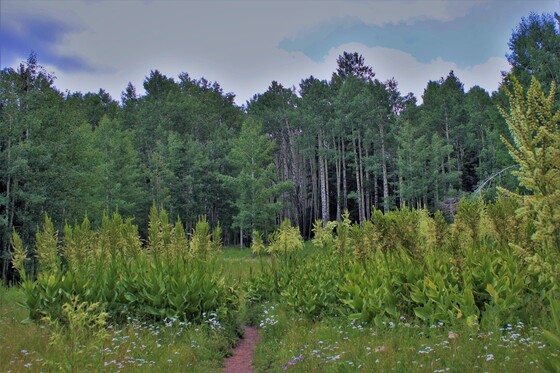 San Juan National Forest