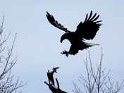 Bald Eagle Silhouette Landing