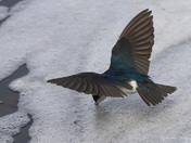 Swallow dipping